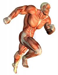 Muscles 3D